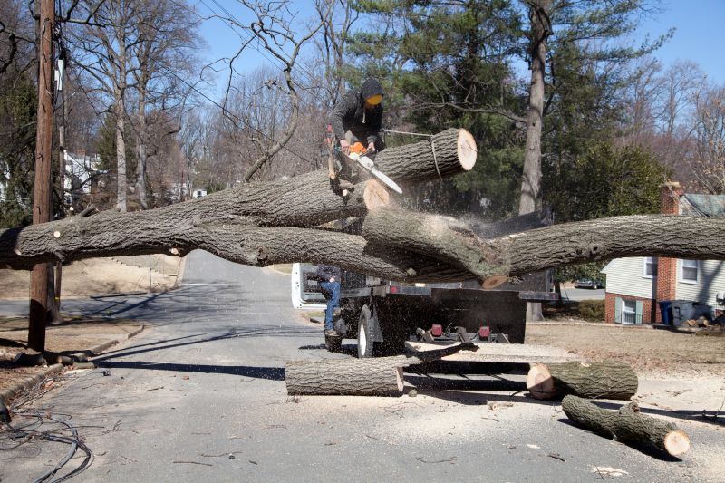 Tree Removal in a Commercial Area