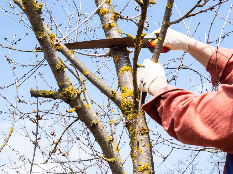 Tree Cutting in Winter