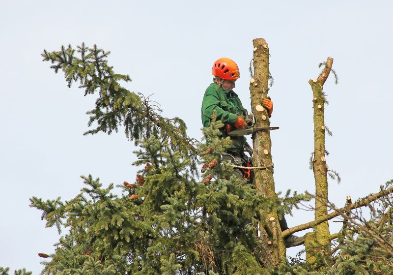 Safety Gear for Tree Removal