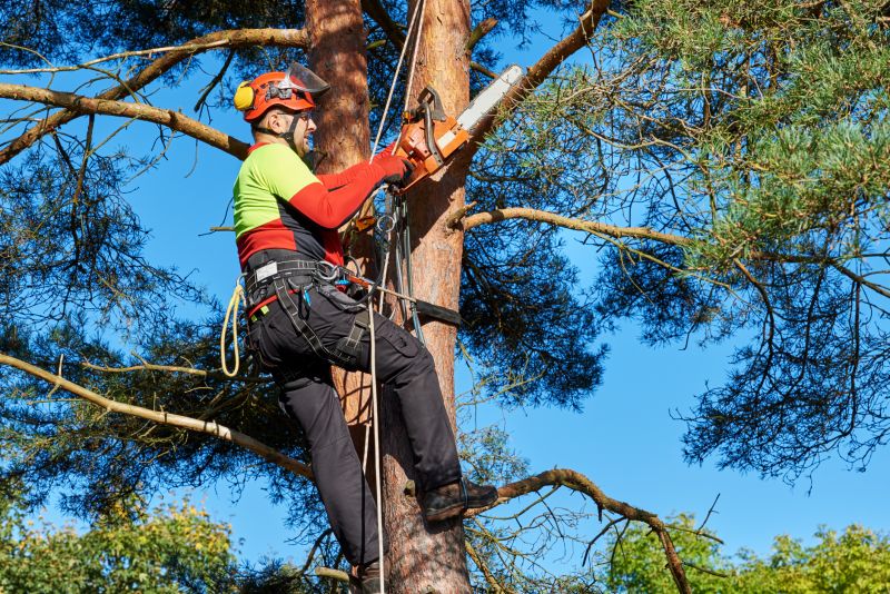 Why Hiring Professionals For Tree Removal Is Essential