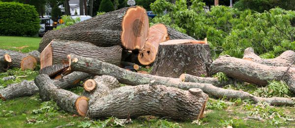 Large Tree Removal in Huntsville