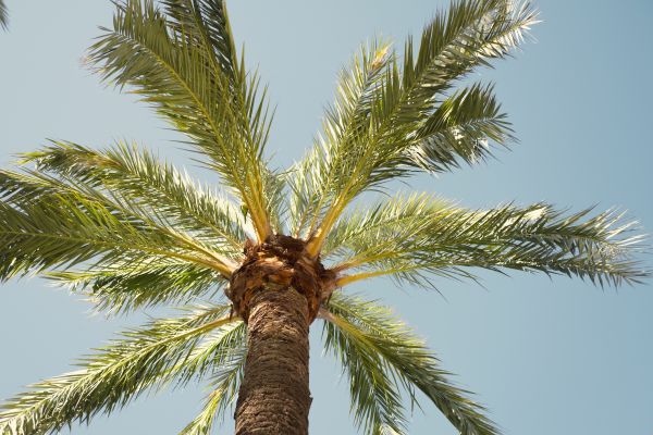 Palm Tree Removal in Huntsville