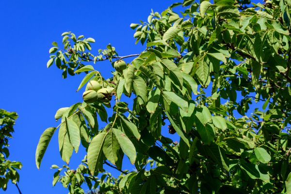 Walnut Tree Removal in Huntsville