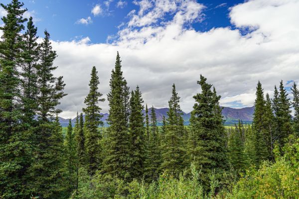 Spruce Tree Removal in Huntsville