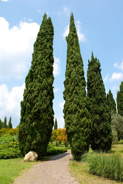 Cypress Tree Removal in Huntsville