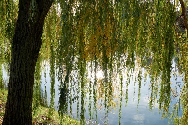 Willow Tree Removal in Huntsville