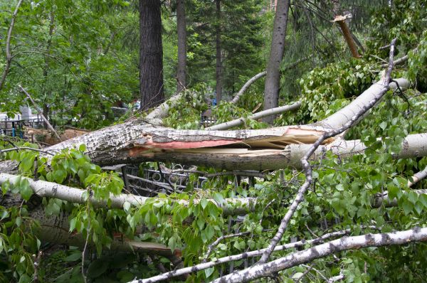 Birch Tree Removal in Huntsville