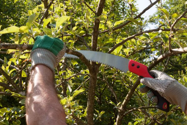 Elm Tree Removal in Huntsville