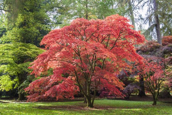 Maple Tree Removal in Huntsville