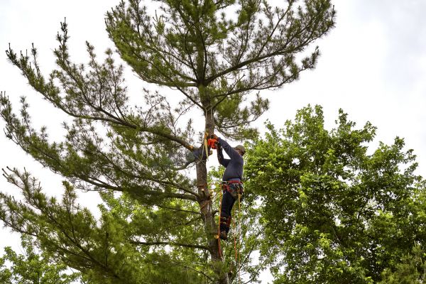 Pine Tree Removal in Huntsville