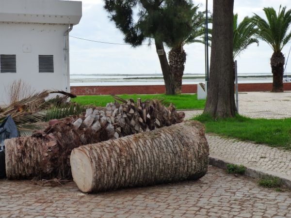 Palm Trees Removal in Huntsville