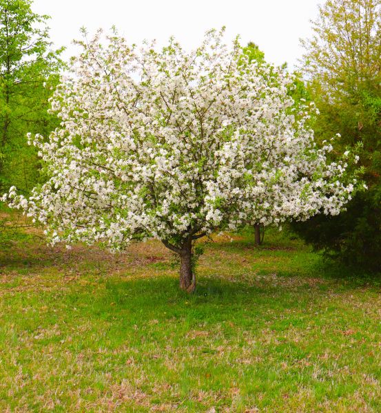 Dogwood Tree Removal in Huntsville
