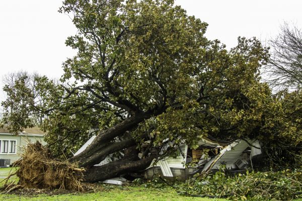Fallen Tree Removal in Huntsville